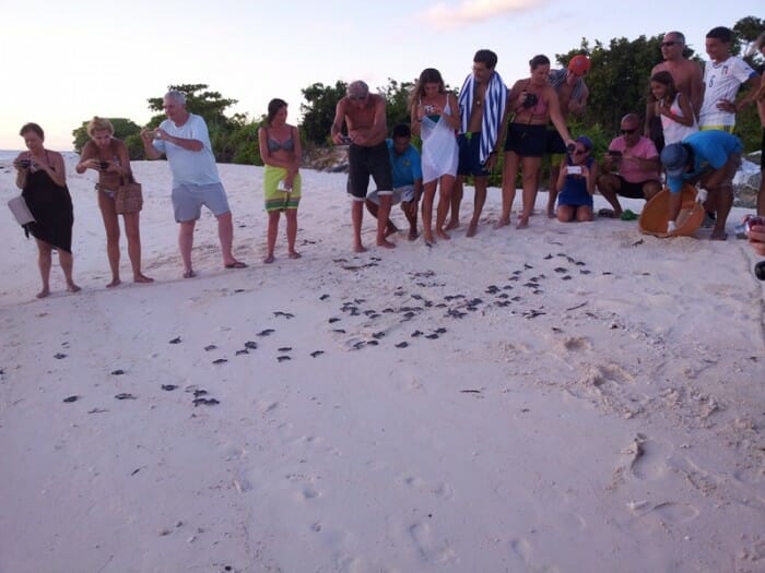departure of baby turtles