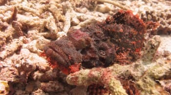 Scorpion Fish