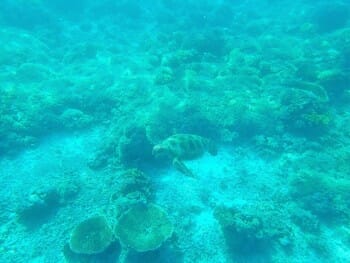 SEA TURTLE AT THE CORAL REEF