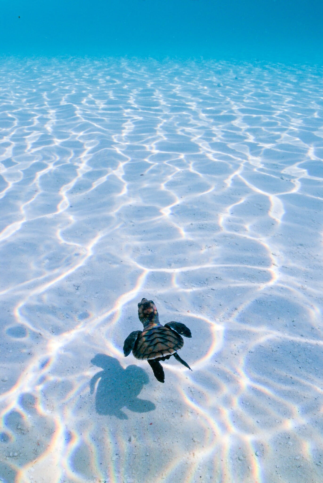 baby turtle in water