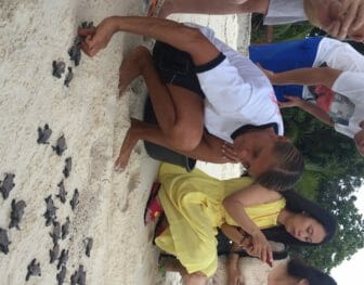 Baby turtles release