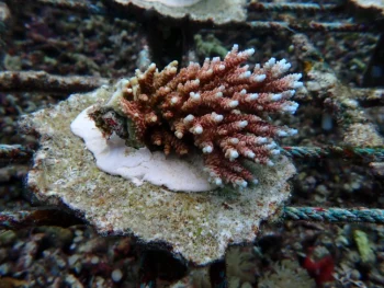 Coral Cookie