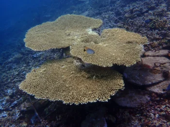 Steelbar - Table Coral