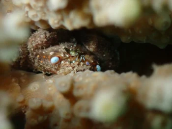 Ziptie - Corals