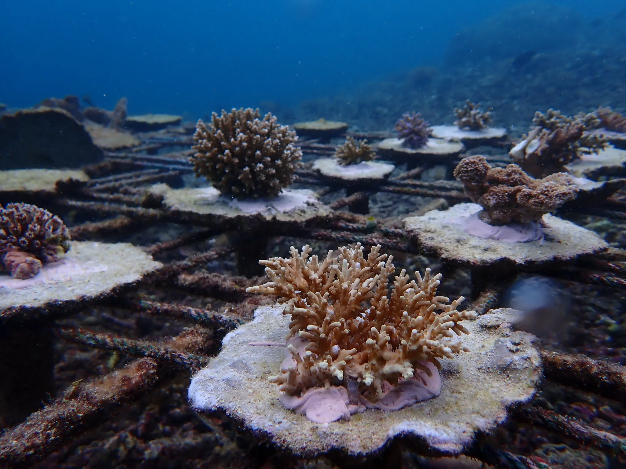 Coral Reef Restoration