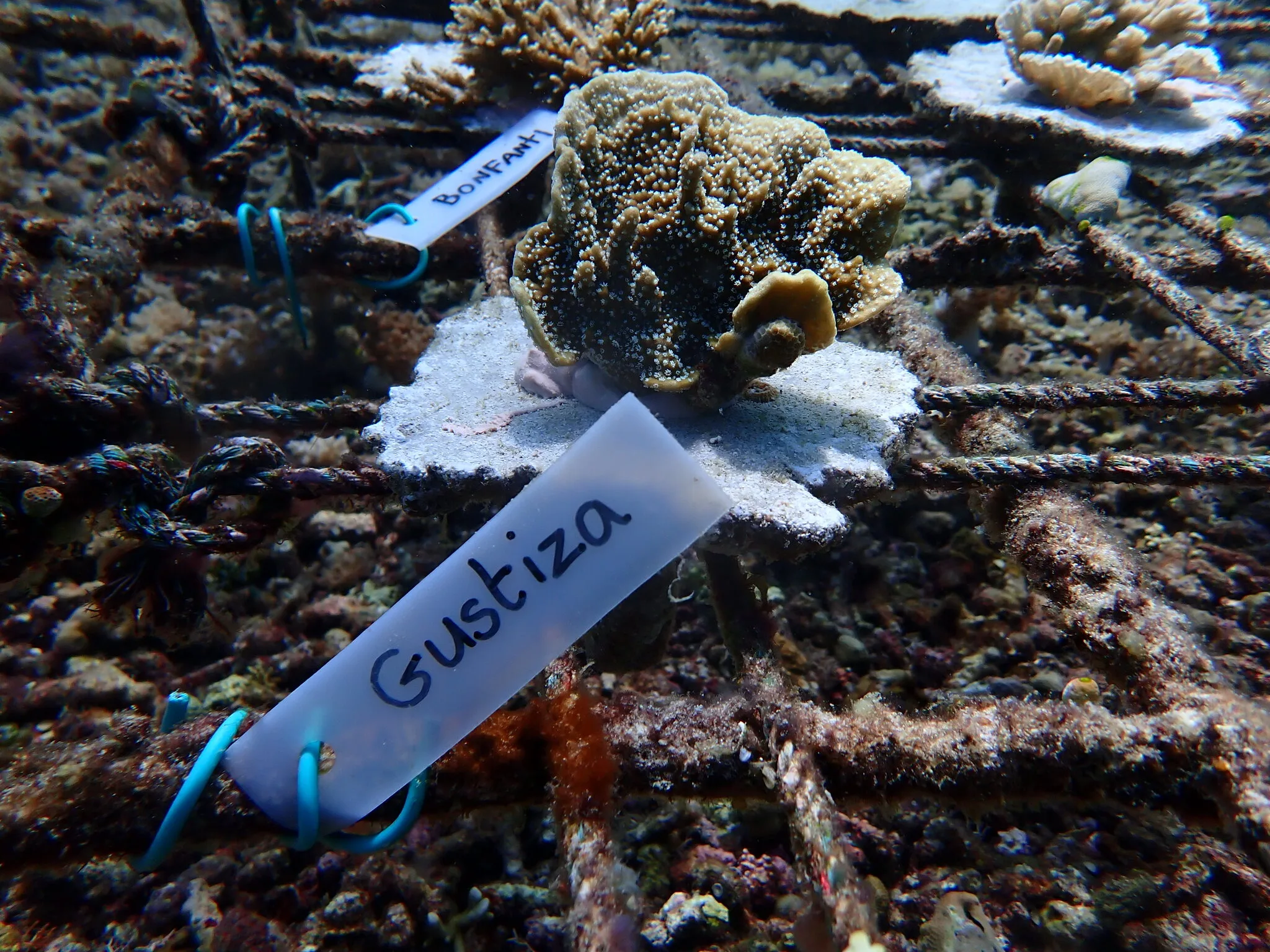 Gustiza Coral Cookie