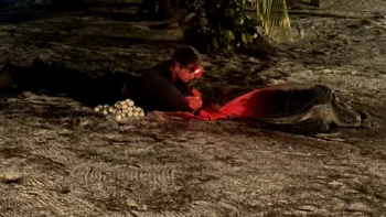 Relocation of Sea Turtle Eggs