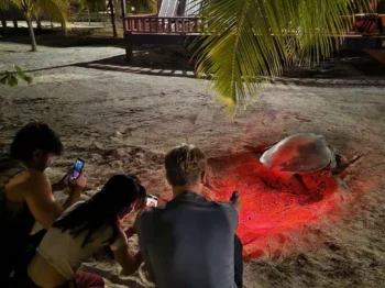 Observing Sea Turtles laying eggs
