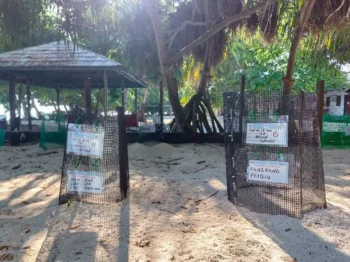 Guest Sponsored Hatcheries