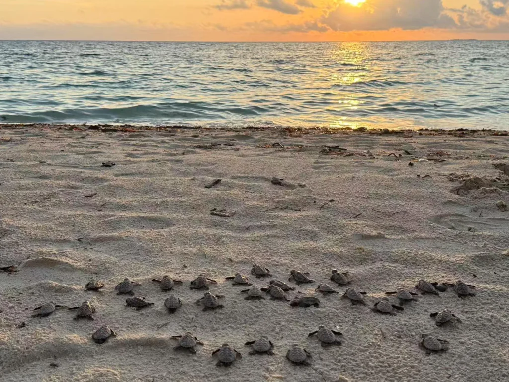Sea Turtle Hatchlings Sunset