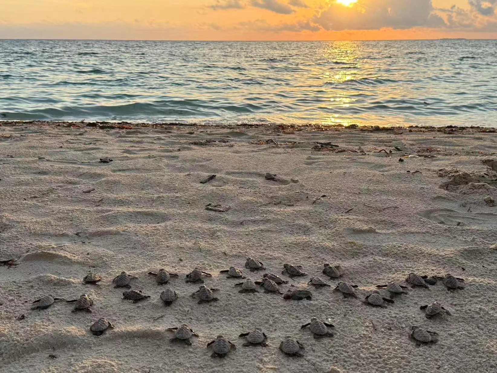 Sea Turtle Hatchlings Sunset